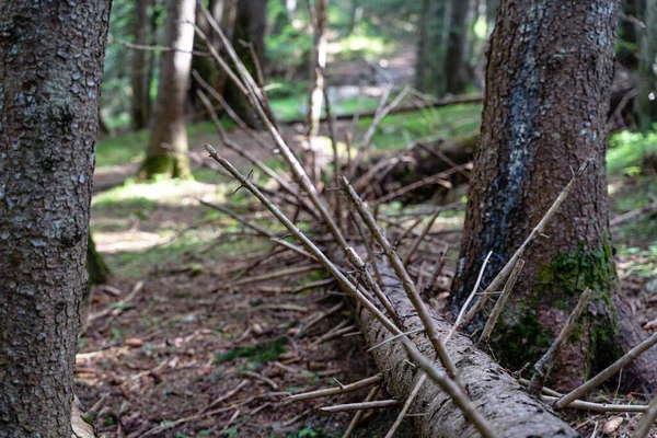 森の中の倒木の幹の選択的フォーカスショット — ストック写真