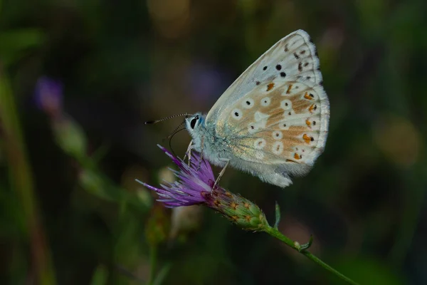보라색 플로우 날개를 아름다운 나비들의 — 스톡 사진