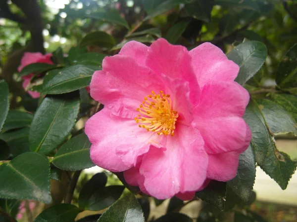 Selektywne Ujęcie Ostrości Pięknego Różowego Kwiatu Camellia Ogrodzie — Zdjęcie stockowe
