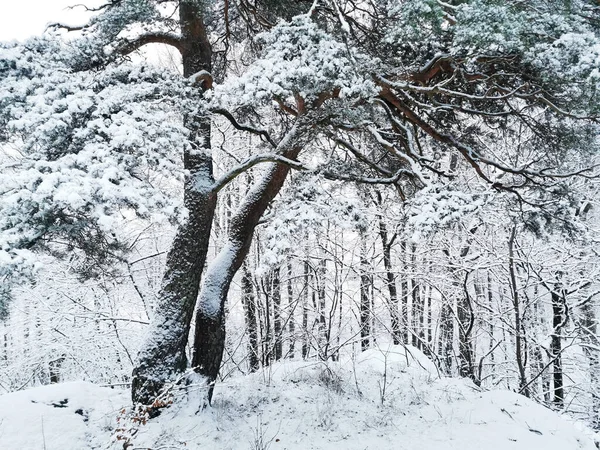 雪に覆われた木々の美しい冬の風景の魅惑的なショット ラルヴィク ノルウェー — ストック写真