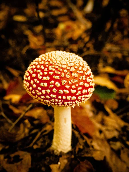 Plan Vertical Culture Des Champignons Agariques Mouches Dans Forêt — Photo