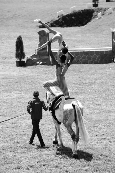 Johannesburg South Africa Jan 2021 Johannesburg South Africa 2011 Equestrian — 스톡 사진