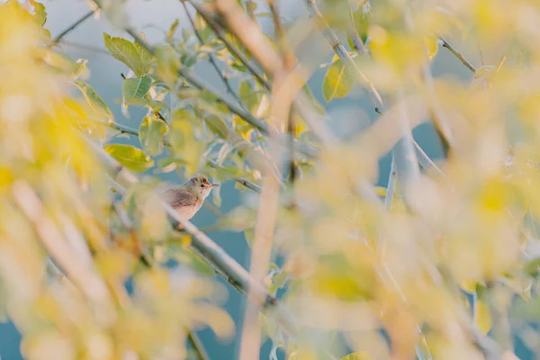 木の枝に座っている素敵な小さな鳥のクローズアップショット — ストック写真