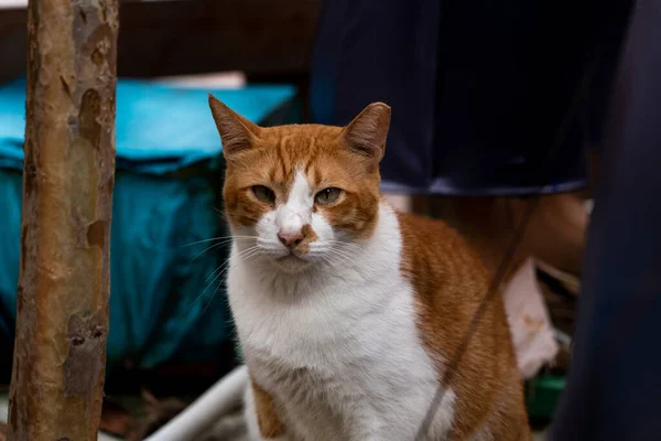 Retrato Lindo Gato Mirando Cámara Disparo Horizontal — Foto de Stock