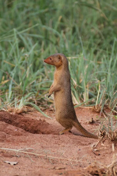 Une Photo Profil Une Jolie Mangouste Dans Parc National Tarangire — Photo