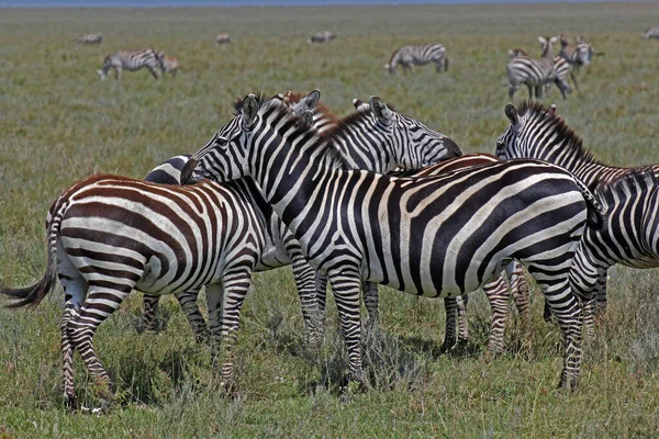 Primo Piano Una Mandria Simpatiche Zebre Pianura Nel Parco Nazionale — Foto Stock