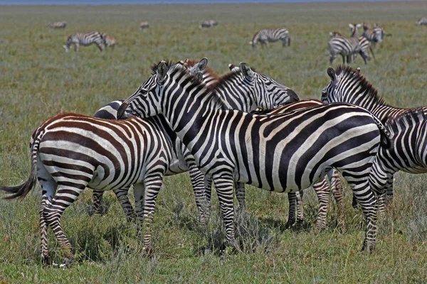 Primer Plano Una Manada Lindas Cebras Llanuras Parque Nacional Del — Foto de Stock