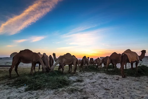 Пейзаж Группой Верблюдов Пустыне Аль Сарар Саудовская Аравия — стоковое фото