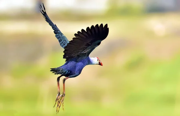 Gros Plan Oiseau Swamphen Ouest Volant — Photo