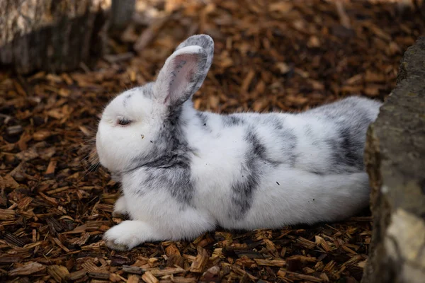 Una Messa Fuoco Selettiva Adorabile Coniglio Bianco Appoggiato Terreno Pacciamatura — Foto Stock