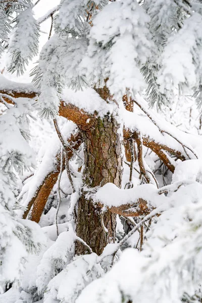 Eine Nahaufnahme Des Schwarzwaldes Winter — Stockfoto