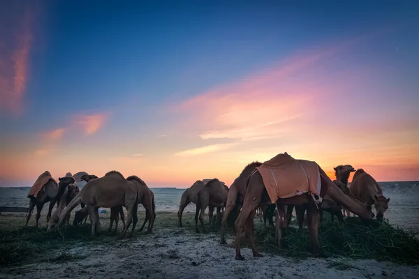 Uma Paisagem Com Grupo Camelos Deserto Sarar Arábia Saudita — Fotografia de Stock
