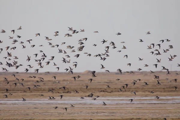 Eine Aufnahme Von Alpenstrandvögeln Die Einer Wüste Schwärmen — Stockfoto