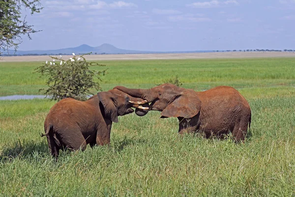 Primer Plano Dos Lindos Elefantes Africanos Jugando Parque Nacional Tarangire — Foto de Stock
