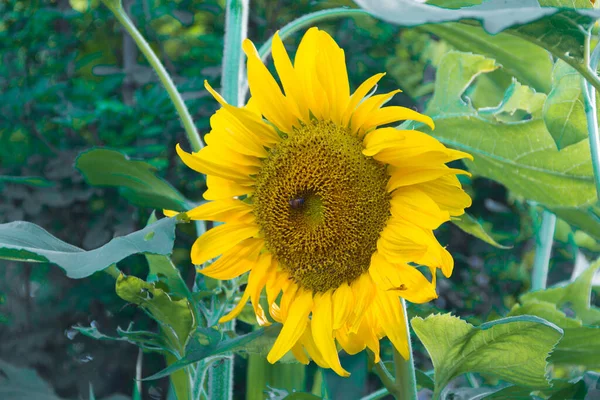 Flores Amarillas Del Girasol Cultivadas Jardín Casero —  Fotos de Stock