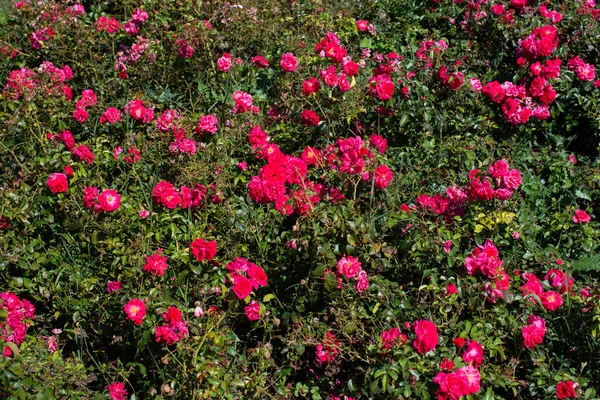 Plan Grand Angle Des Roses Dans Jardin — Photo