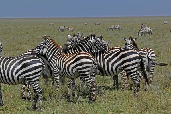Стадо Милых Зебр Равнины Национальном Парке Серенгети Фауна Танзании — стоковое фото
