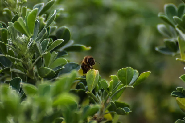 메노크에 식물의 벌레를 클로즈업으로 — 스톡 사진