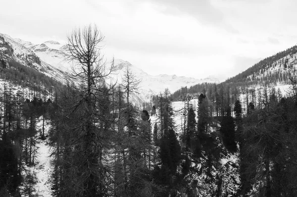 瑞士恩加丁Val Fex山边的一帧美丽的干枯树 — 图库照片