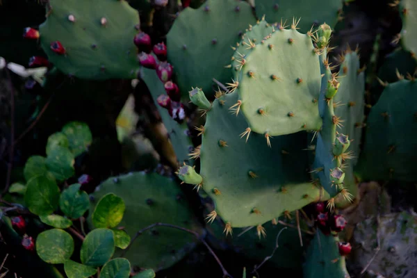 Cactus Verde Pera Espinosa Cultivado Una Zona Tropical —  Fotos de Stock