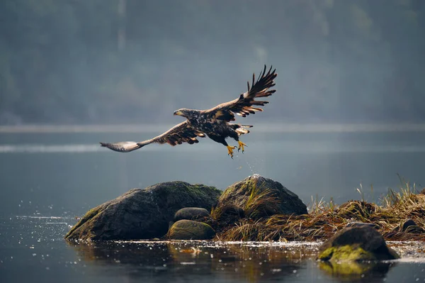 Selective Focus White Tailed Eagle Haliaeetus Albicilla Flying Lake Rocks — Stock Photo, Image