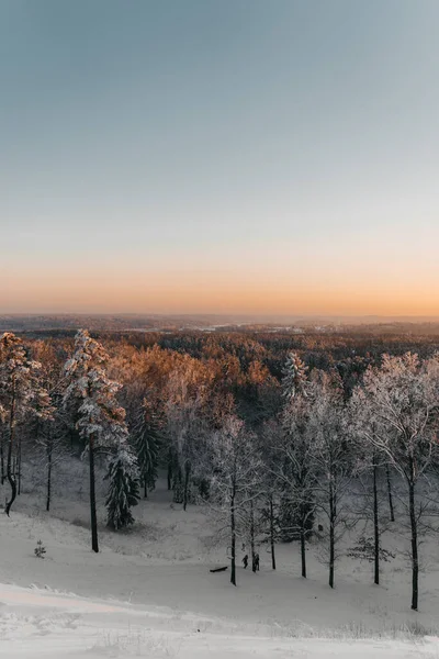 Tiro Vertical Árvores Cobertas Neve Floresta Pôr Sol — Fotografia de Stock