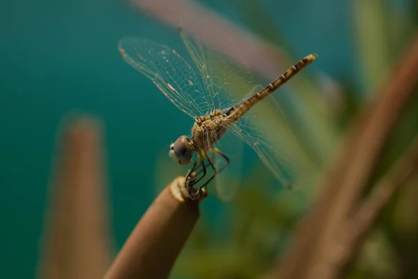 一只蜻蜓的特写镜头 背景模糊 翅膀透明 — 图库照片