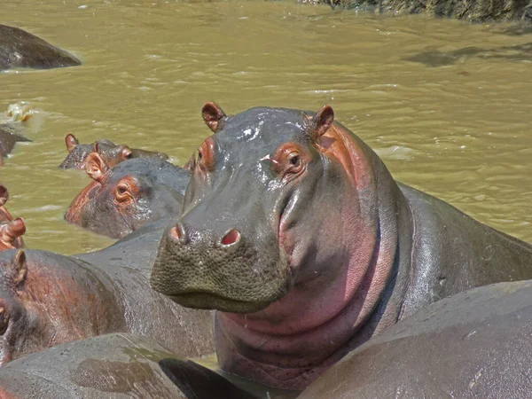 Retrato Hipopótamo Descansando Agua Parque Nacional Del Serengeti Tanzania — Foto de Stock