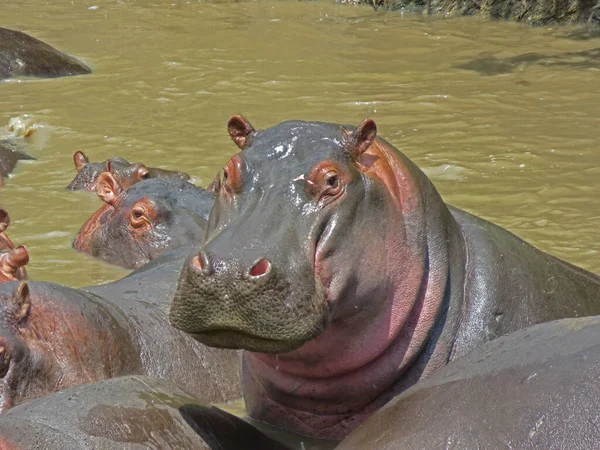 Portrait Hippopotame Reposant Dans Eau Parc National Serengeti Tanzanie — Photo