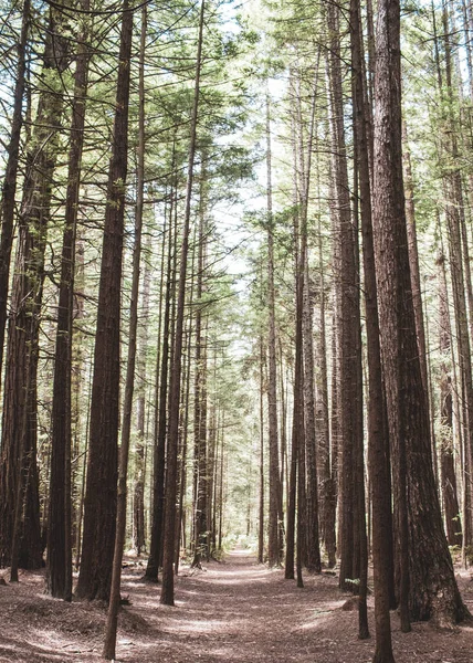 Ένα Κάθετο Πλάνο Ενός Δάσους Ψηλά Δέντρα Ένα Περιβάλλον Ημέρας — Φωτογραφία Αρχείου