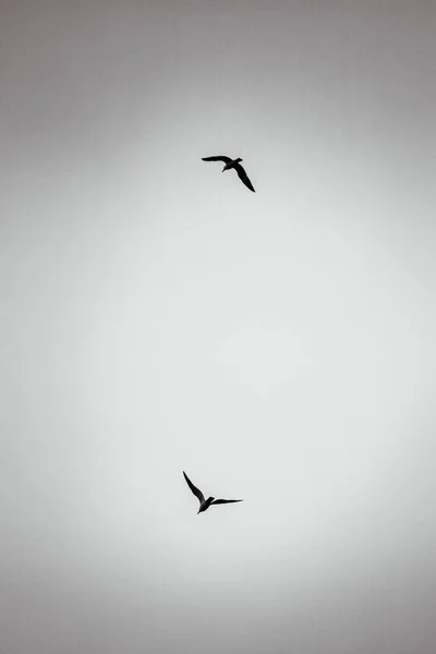 Серый Снимок Двух Птиц Летящих Небе — стоковое фото