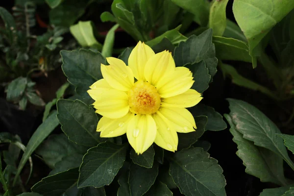 Closeup Shot Yellow Flower Blooming Garden — Stock Photo, Image