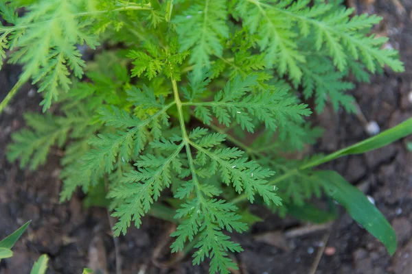 Foglie Artemisia Annua Assenzio Dolce Che Cresce Selvatico Nelle Montagne — Foto Stock