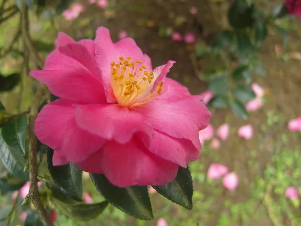 Selective Focus Shot Beautiful Pink Camellia Flower Garden — Stock Photo, Image