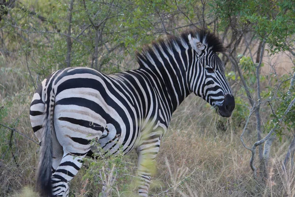 Tiro Foco Seletivo Uma Zebra Campo — Fotografia de Stock