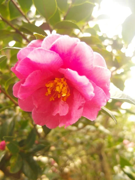 Tiro Vertical Uma Bela Flor Camélia Rosa Capturada Jardim — Fotografia de Stock