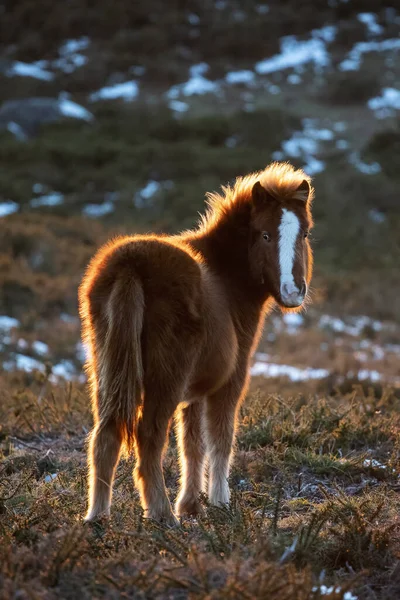 Ένα Κάθετο Πλάνο Ενός Νεαρού Άγριου Αλόγου Ένα Χωράφι Γαλικία — Φωτογραφία Αρχείου