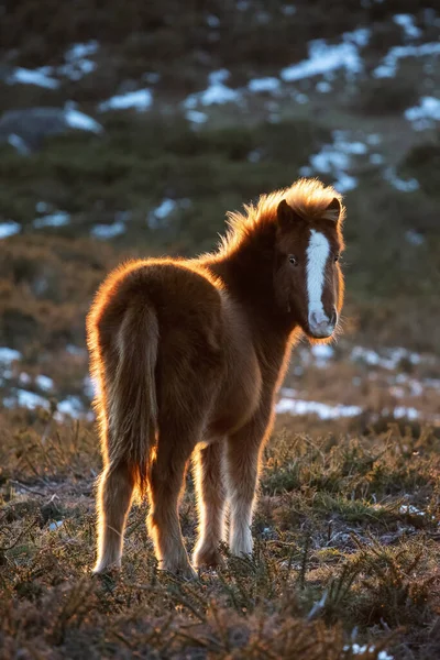 Plan Vertical Jeune Cheval Sauvage Dans Champ Galice Espagne — Photo