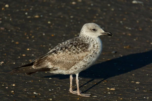 Eine Großaufnahme Einer Großen Möwe Mit Schwarzem Rücken Auf Dem — Stockfoto