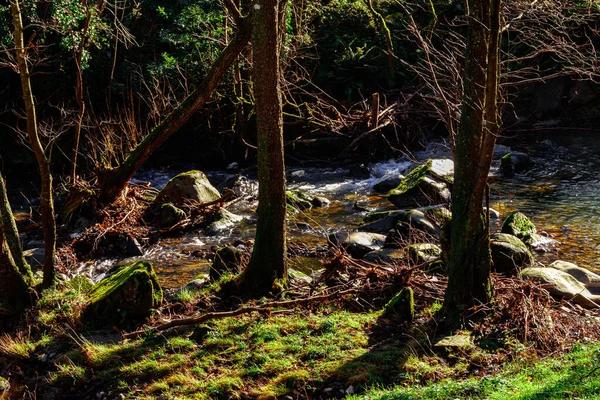 Vacker Bild Flod Och Naturen Runt Solig Dag Sommaren — Stockfoto