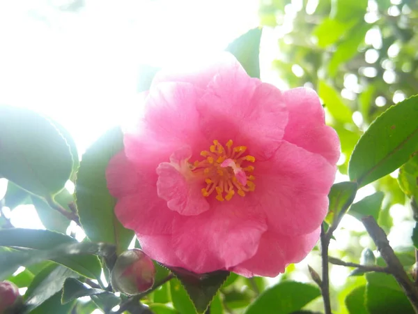 Selective Focus Shot Beautiful Pink Camellia Flower Garden — Stock Photo, Image