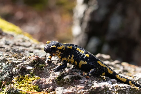 Selektivní Záběr Ohnivého Mloka Skále — Stock fotografie