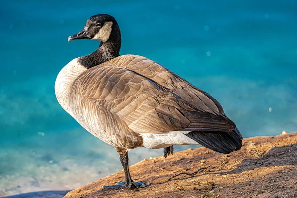 Close Ganso Canadense Desfrutando Inverno Arizona Perto Lago — Fotografia de Stock