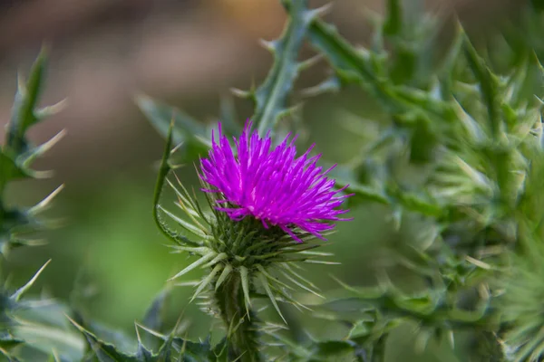 Flor Cardo Leite Selvagem Que Cresce Nas Montanhas Argentinas — Fotografia de Stock