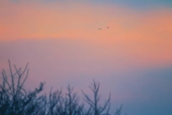 Красивый Вид Птиц Летящих Небе Закате — стоковое фото