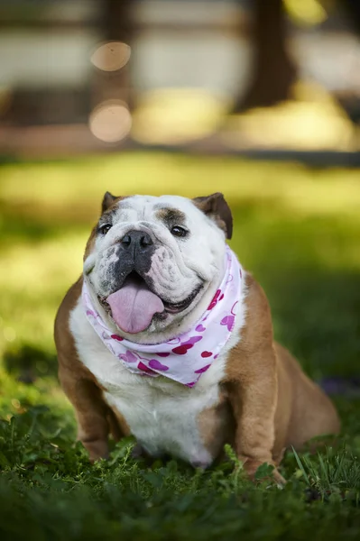 Egy Függőleges Felvétel Egy Imádnivaló Angol Bulldogról Aki Sálat Visel — Stock Fotó