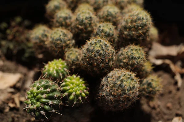 Närbild Växande Texas Bröstvårta Kaktus Mammillaria Prolifera — Stockfoto