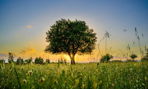 Gün Batımında Büyük Bir Ağaç Tarla Çiçeğinin Büyüleyici Bir Görüntüsü — Stok fotoğraf