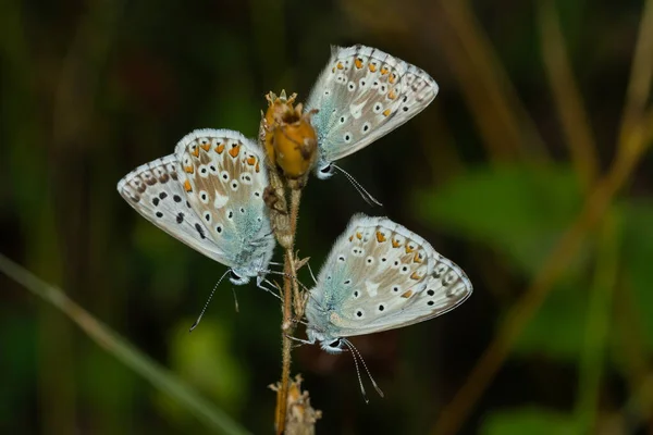 Gros Plan Quelques Beaux Papillons Avec Grandes Ailes — Photo