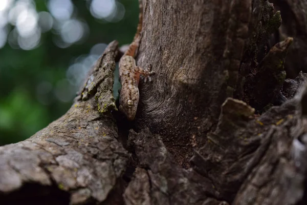 Jovem Mouro Gecko Escondido Entre Casca Árvore Tronco Árvore Ilhas — Fotografia de Stock